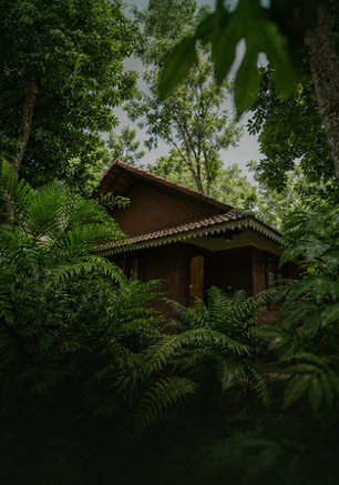 An Ashvana cottage set among coffee and forest green