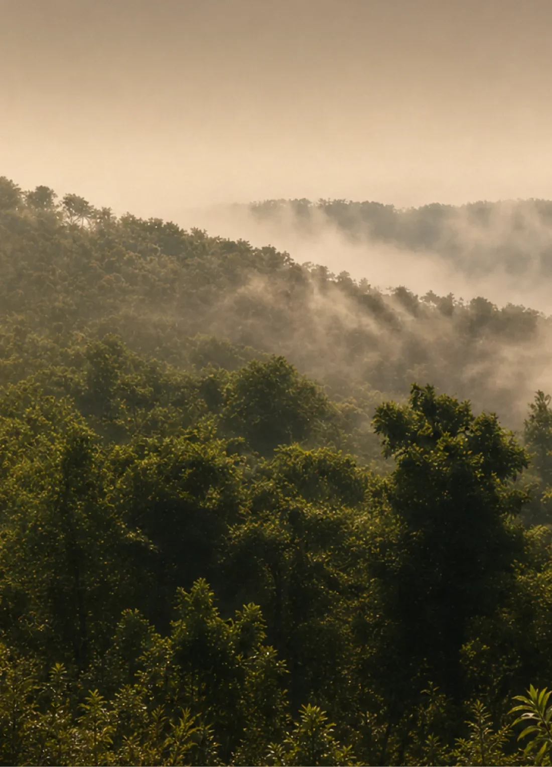 Mist rolling over the forested hills of Sakleshpur